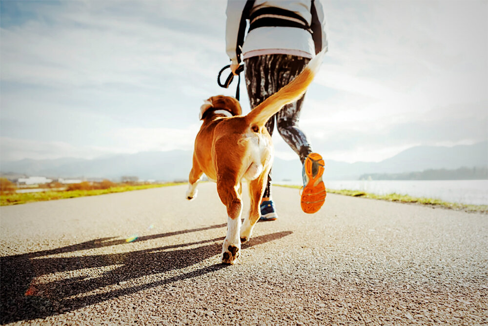 Как бегать со своей собакой | Nike Fans | Яндекс Дзен